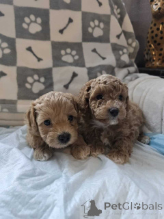 Foto №1. maltipu - zum Verkauf in der Stadt Berlin | 900€ | Ankündigung № 149896