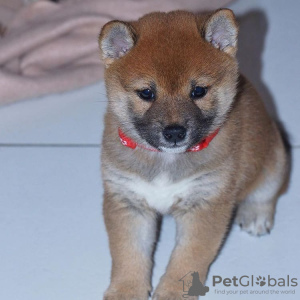 Foto №3. Reinrassige Shiba-Inu-Welpen. Deutschland