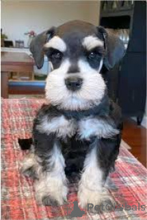 Foto №3. Preciosos cachorros Schnauzer Miniatura en venta. Spanien