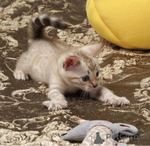 Foto №2 zu Ankündigung № 153192 zu verkaufen bengal katzenrasse - einkaufen Schweden quotient 	ankündigung