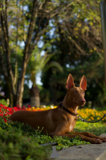 Foto №2 zu Ankündigung № 94368 zu verkaufen pharaonenhund - einkaufen Tschechische Republik quotient 	ankündigung