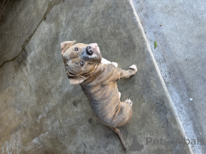 Foto №2 zu Ankündigung № 135773 zu verkaufen american bully - einkaufen USA 