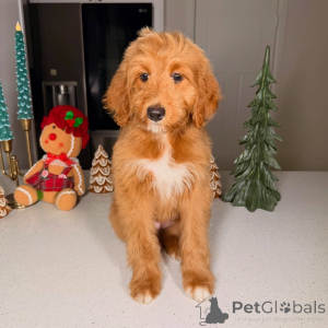 Foto №2 zu Ankündigung № 160067 zu verkaufen golden retriever - einkaufen Finnland quotient 	ankündigung