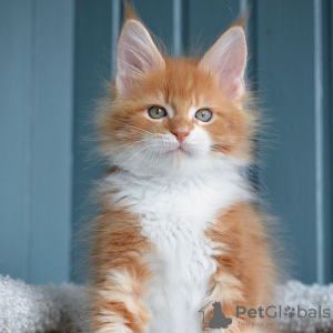 Foto №2 zu Ankündigung № 117405 zu verkaufen maine-coon-katze - einkaufen Belgien 