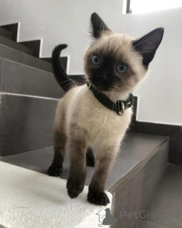 Foto №4. Ich werde verkaufen siamkatze in der Stadt Alingsq. züchter - preis - 700€