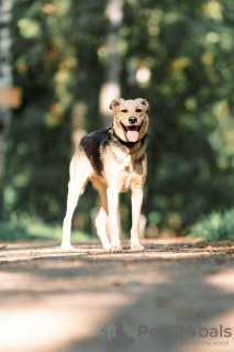 Zusätzliche Fotos: Der wundervolle Hund Denver ist in guten Händen.