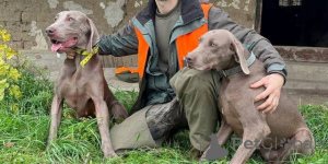 Foto №2 zu Ankündigung № 162471 zu verkaufen weimaraner - einkaufen Serbien 