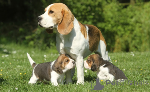 Foto №3. Beagle-Welpen.. Schweden