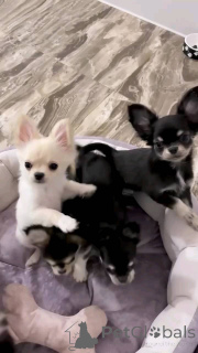 Foto №1. chihuahua - zum Verkauf in der Stadt Offenbach | verhandelt | Ankündigung № 152896