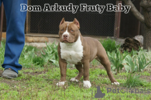 Foto №2 zu Ankündigung № 44279 zu verkaufen american bully - einkaufen Russische Föderation vom kindergarten, züchter