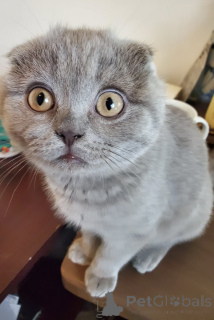 Foto №1. schottische faltohrkatze - zum Verkauf in der Stadt Tiflis | 97€ | Ankündigung № 174609