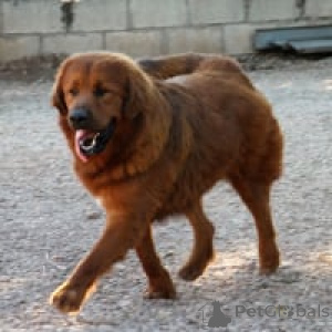 Foto №3. Mastim tibetano. Deutschland