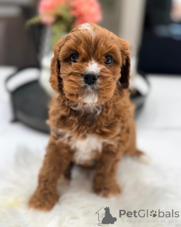 Foto №3. Cavapoo-Welpen zur Adoption vom Tierarzt untersucht und geimpft. Deutschland