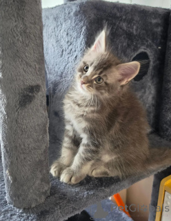 Foto №1. maine-coon-katze - zum Verkauf in der Stadt Mayen-Koblenz | 350€ | Ankündigung № 174775
