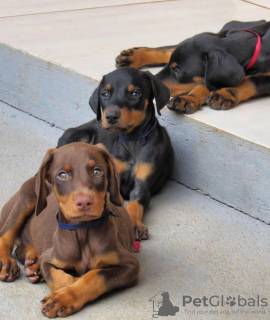 Foto №2 zu Ankündigung № 119700 zu verkaufen dobermann - einkaufen Litauen quotient 	ankündigung