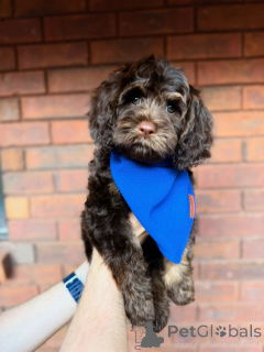 Foto №1. labradoodle - zum Verkauf in der Stadt Klonmel | verhandelt | Ankündigung № 157472