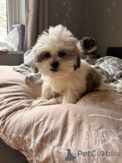 Foto №3. Lernen Sie unsere liebenswerten Shih-Tzu-Welpen kennen, die ein Zuhause suchen!. Deutschland