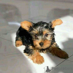 Foto №1. yorkshire terrier - zum Verkauf in der Stadt Falksee | 300€ | Ankündigung № 174491