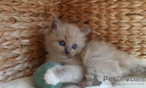 Foto №4. Ich werde verkaufen ragdoll-katze in der Stadt Hawaiian Paradise Park.  - preis - 331€