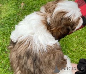 Foto №3. Großartige Shih Tzu Welpen zum Verkauf. Deutschland