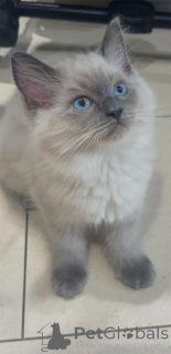 Foto №2 zu Ankündigung № 151548 zu verkaufen ragdoll-katze - einkaufen Deutschland 