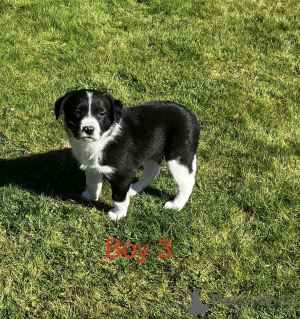 Foto №4. Ich werde verkaufen border terrier in der Stadt Milford. züchter - preis - 744€