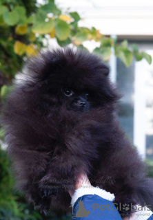 Foto №3. Pommeranische Spitz. Griechenland