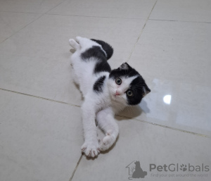 Foto №3. Scottish Vysloguye Cat. Vereinigte Arabische Emirate