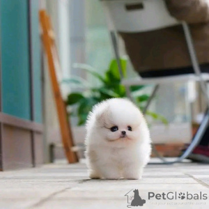 Foto №1. pommersche spitz - zum Verkauf in der Stadt Chicago | 425€ | Ankündigung № 137546