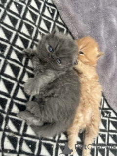 Foto №2 zu Ankündigung № 174810 zu verkaufen perserkatze - einkaufen Großbritannien quotient 	ankündigung