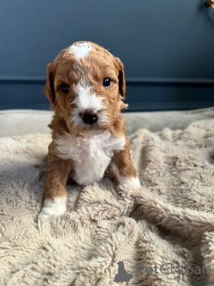Foto №3. Betsys australische Double Doodles WhatsApp 44 7453 907158. Deutschland