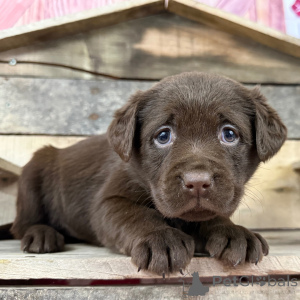 Foto №3. Weibchen 6 Wochen alt. Bereit bis zum 13. Februar. Großbritannien