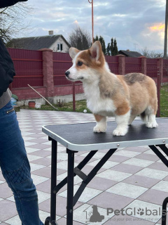 Foto №4. Ich werde verkaufen welsh corgi in der Stadt Berlin. vom kindergarten - preis - 1200€