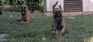 Zusätzliche Fotos: Belgische Malinois-Schäferhundwelpen