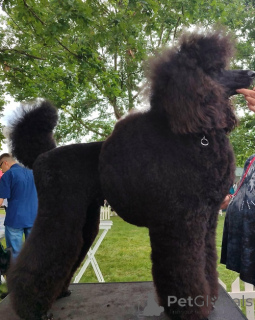 Foto №2 zu Ankündigung № 163916 zu verkaufen pudel (zwerg) - einkaufen Serbien züchter