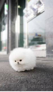 Foto №3. MALTESISCHER WELPE. China