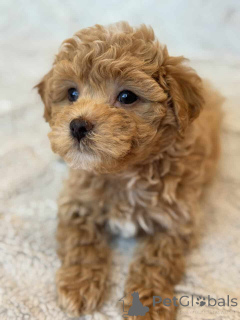 Foto №2 zu Ankündigung № 149827 zu verkaufen maltipu - einkaufen Deutschland quotient 	ankündigung, züchter