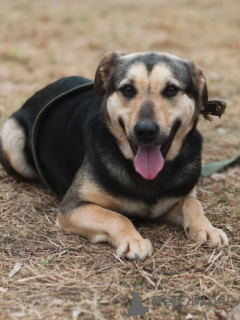 Foto №1. mischlingshund - zum Verkauf in der Stadt Minsk | Frei | Ankündigung № 166924