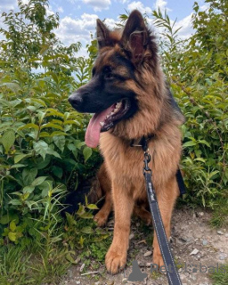 Foto №1. deutscher schäferhund - zum Verkauf in der Stadt Дортмунд | verhandelt | Ankündigung № 138717