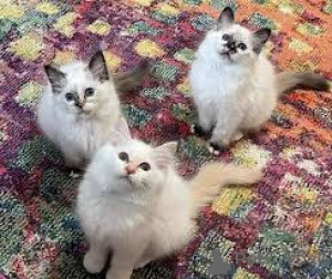 Foto №1. birma-katze - zum Verkauf in der Stadt Espoo | 500€ | Ankündigung № 166942