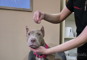 Foto №2 zu Ankündigung № 164563 zu verkaufen american pit bull terrier - einkaufen Aserbaidschan vom kindergarten