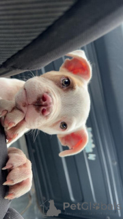 Foto №2 zu Ankündigung № 178333 zu verkaufen american pit bull terrier - einkaufen Estland züchter