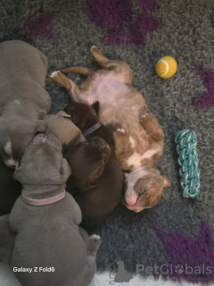 Foto №2 zu Ankündigung № 133055 zu verkaufen englische bulldogge - einkaufen Deutschland quotient 	ankündigung