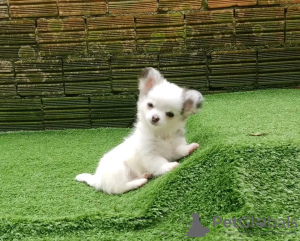 Foto №3. Toilette ausgebildet Chihuahua. Serbien