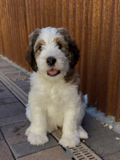 Foto №3. Wunderschöne Doodle-Welpen suchen ein liebevolles neues Zuhause. Deutschland