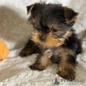 Zusätzliche Fotos: Reinrassiger mittelgroßer Yorkshire Terrier.