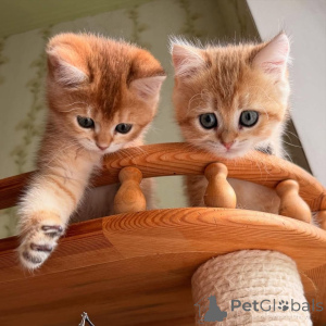 Foto №2 zu Ankündigung № 161841 zu verkaufen  - einkaufen Frankreich 