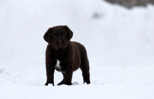 Foto №1. labrador retriever - zum Verkauf in der Stadt Nowosibirsk | 224€ | Ankündigung № 5589