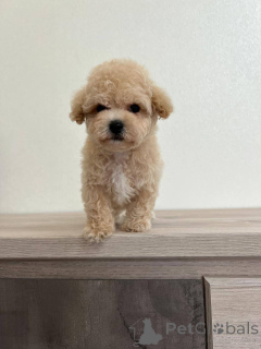 Foto №4. Ich werde verkaufen mischlingshund in der Stadt Borisov. züchter - preis - verhandelt