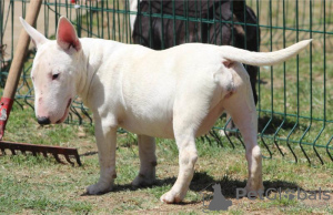 Foto №4. Ich werde verkaufen bullterrier in der Stadt Belgrad. züchter - preis - verhandelt